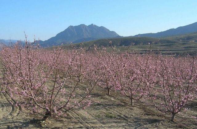  Sierra de Almonchon